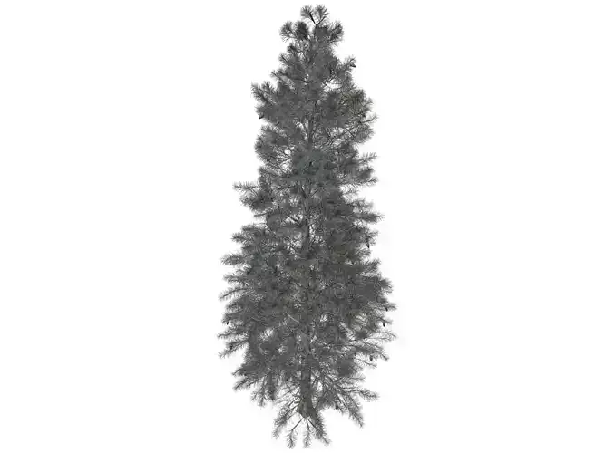Colorado Blue Spruce Tree - 03 -