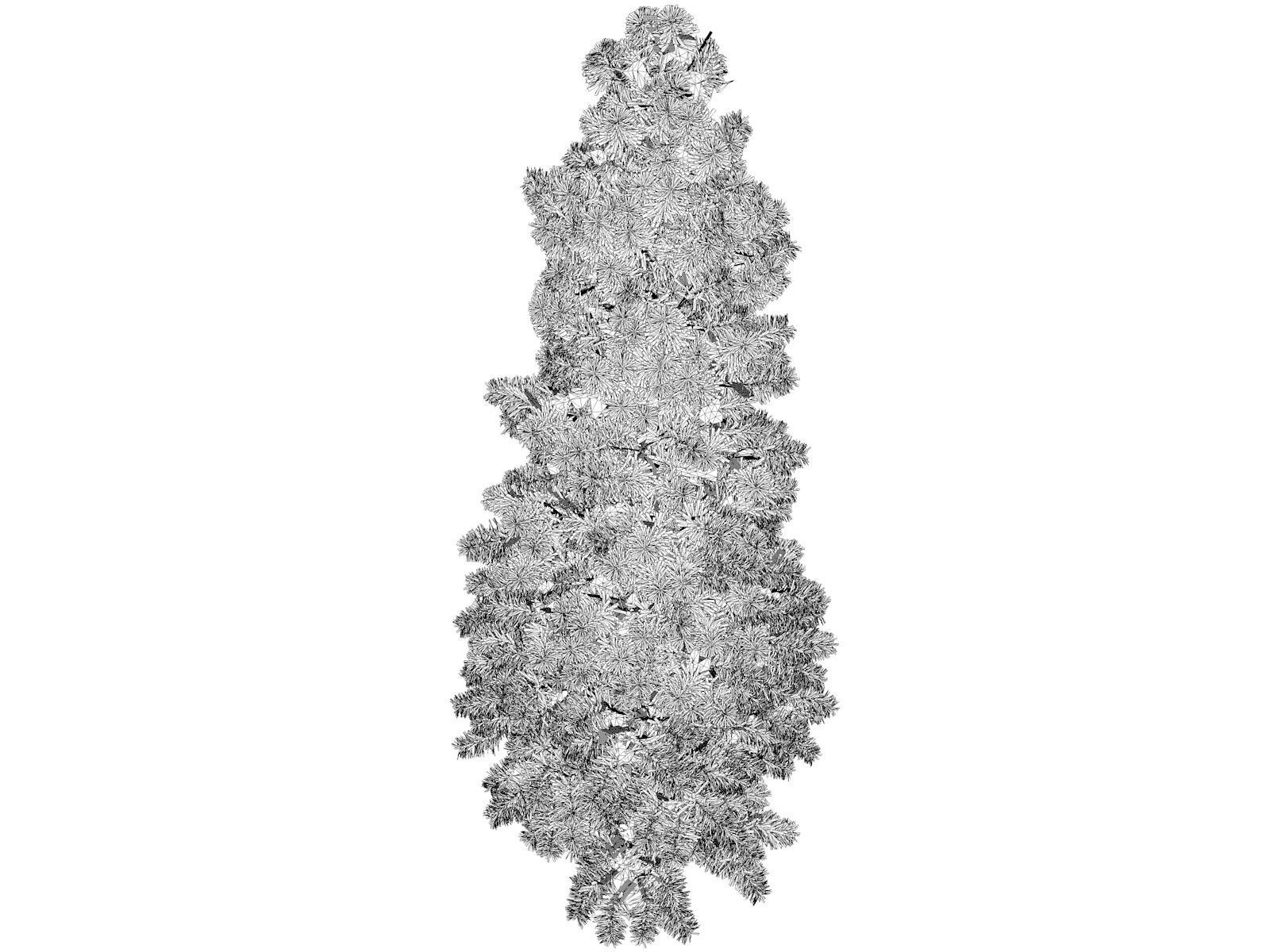 Colorado Blue Spruce Tree - 03 - 3D model_1