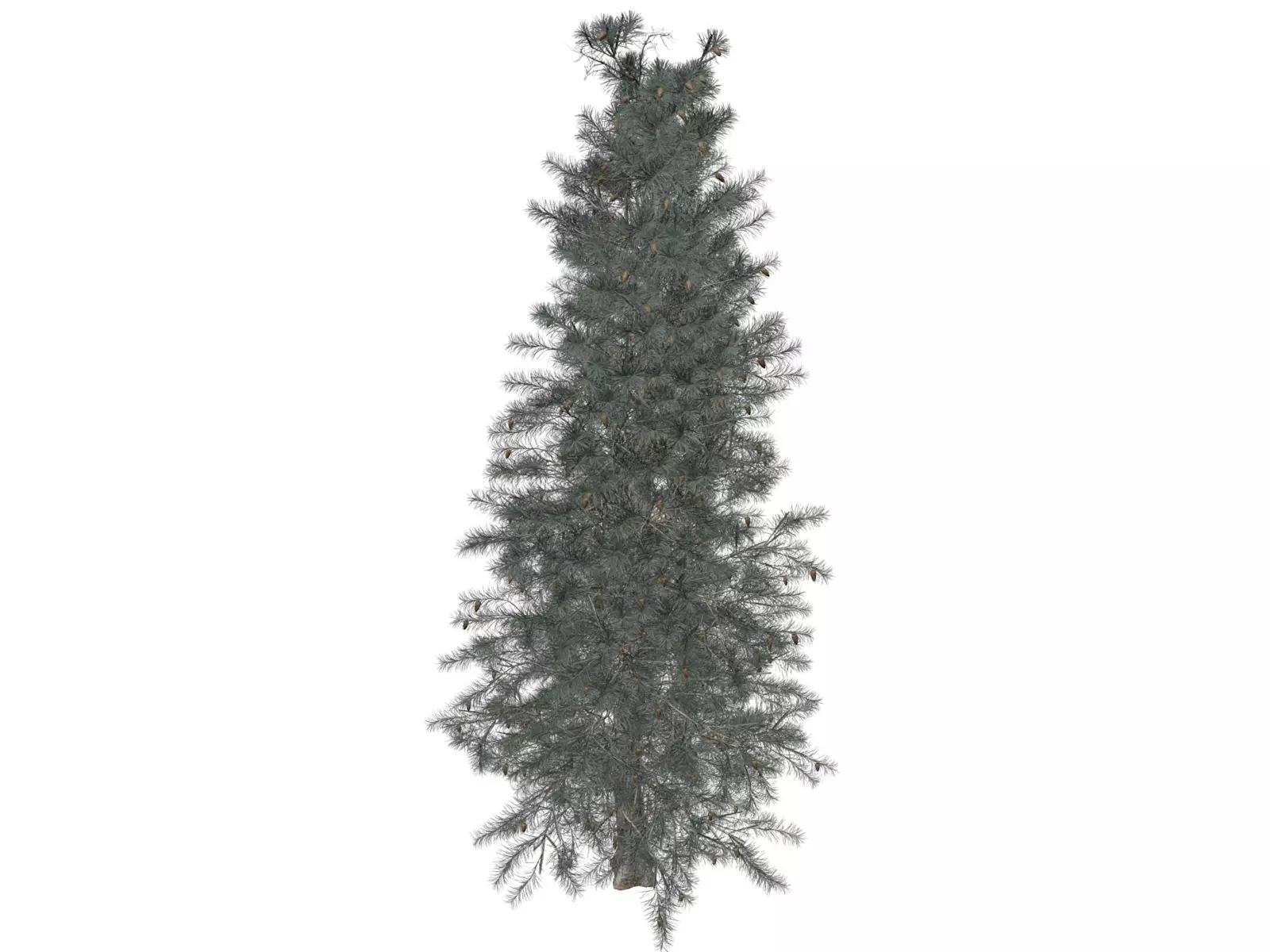 Colorado Blue Spruce Tree - 04 - 3D model_0