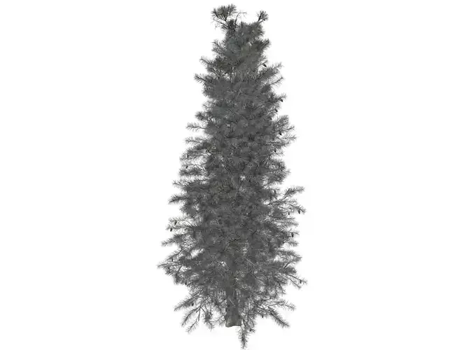 Colorado Blue Spruce Tree - 04 -