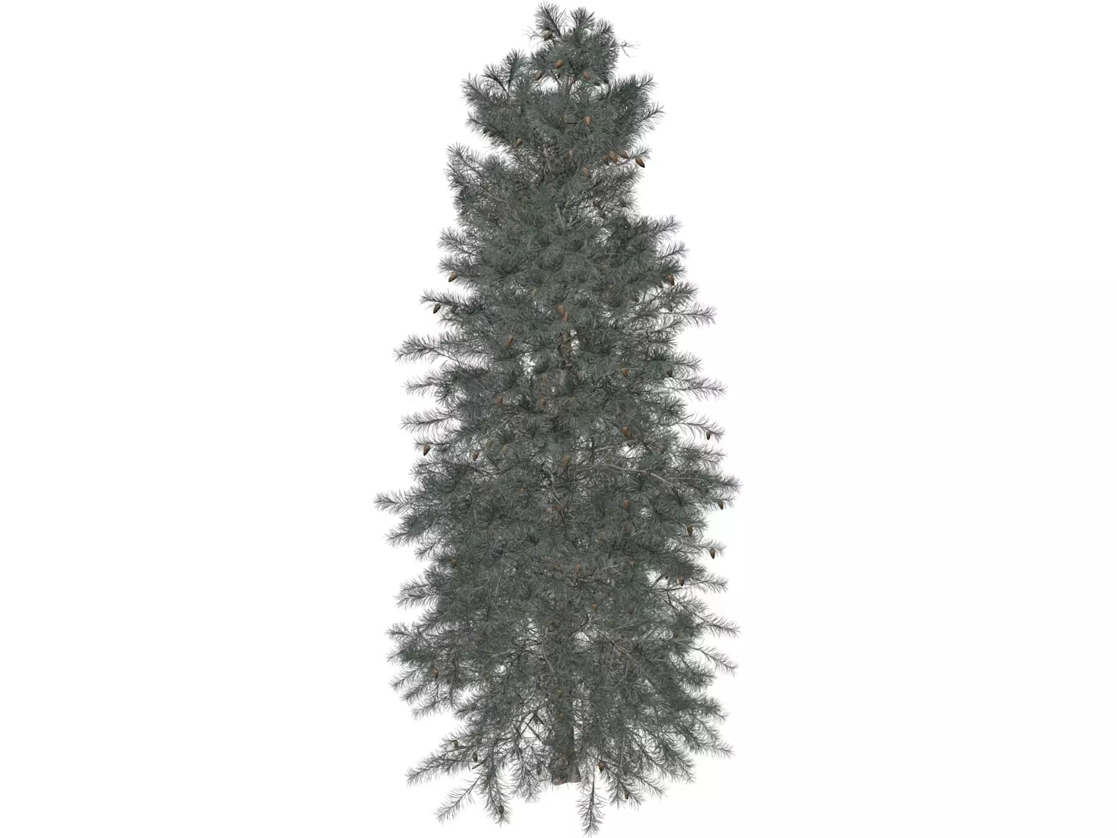 Colorado Blue Spruce Tree - 05 - 3D model_0