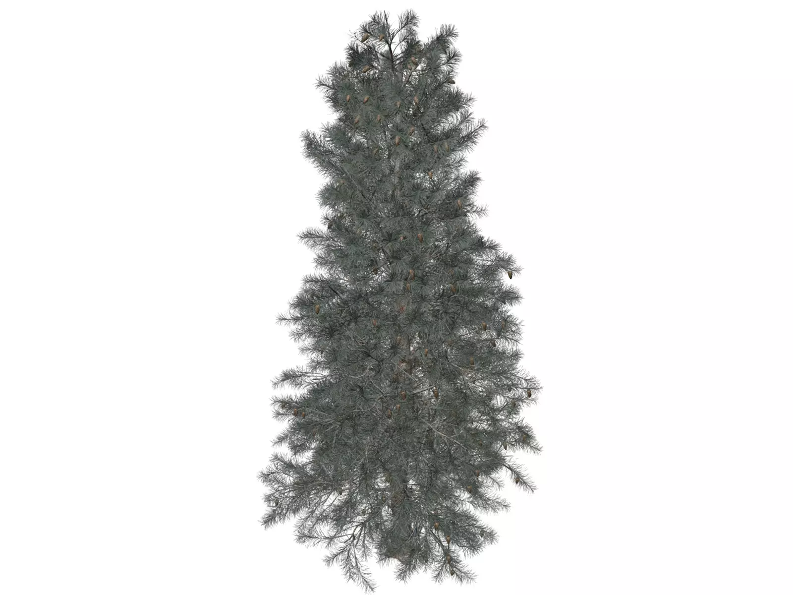 Colorado Blue Spruce Tree - 06 - 3D model_0