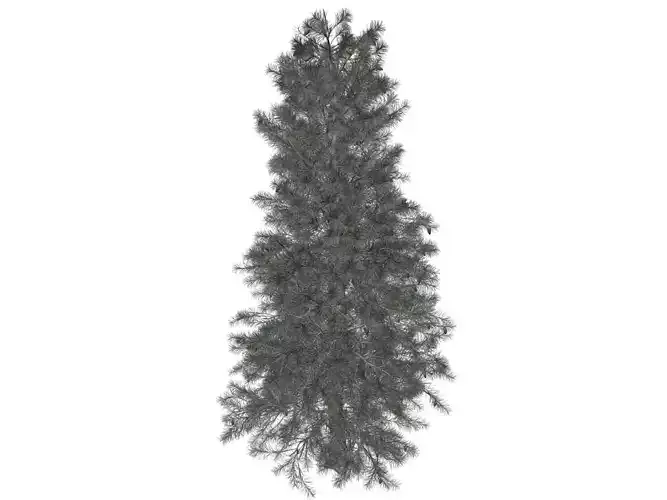 Colorado Blue Spruce Tree - 06 -