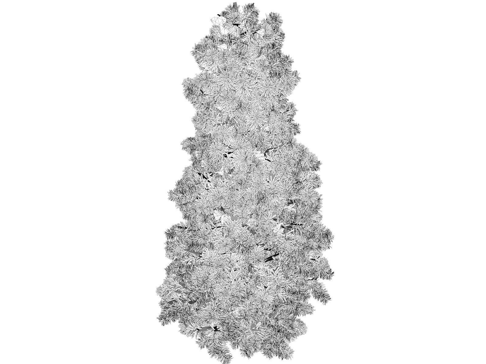 Colorado Blue Spruce Tree - 06 - 3D model_1