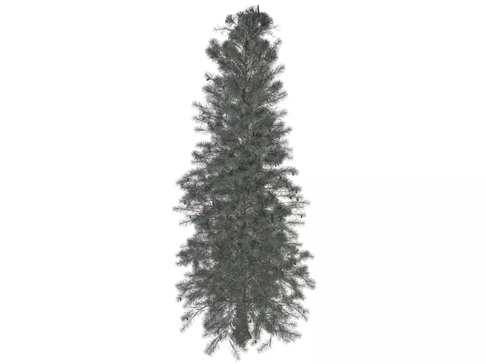 Colorado Blue Spruce Tree - 07 - 3D model_0
