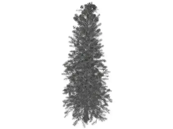 Colorado Blue Spruce Tree - 07 -