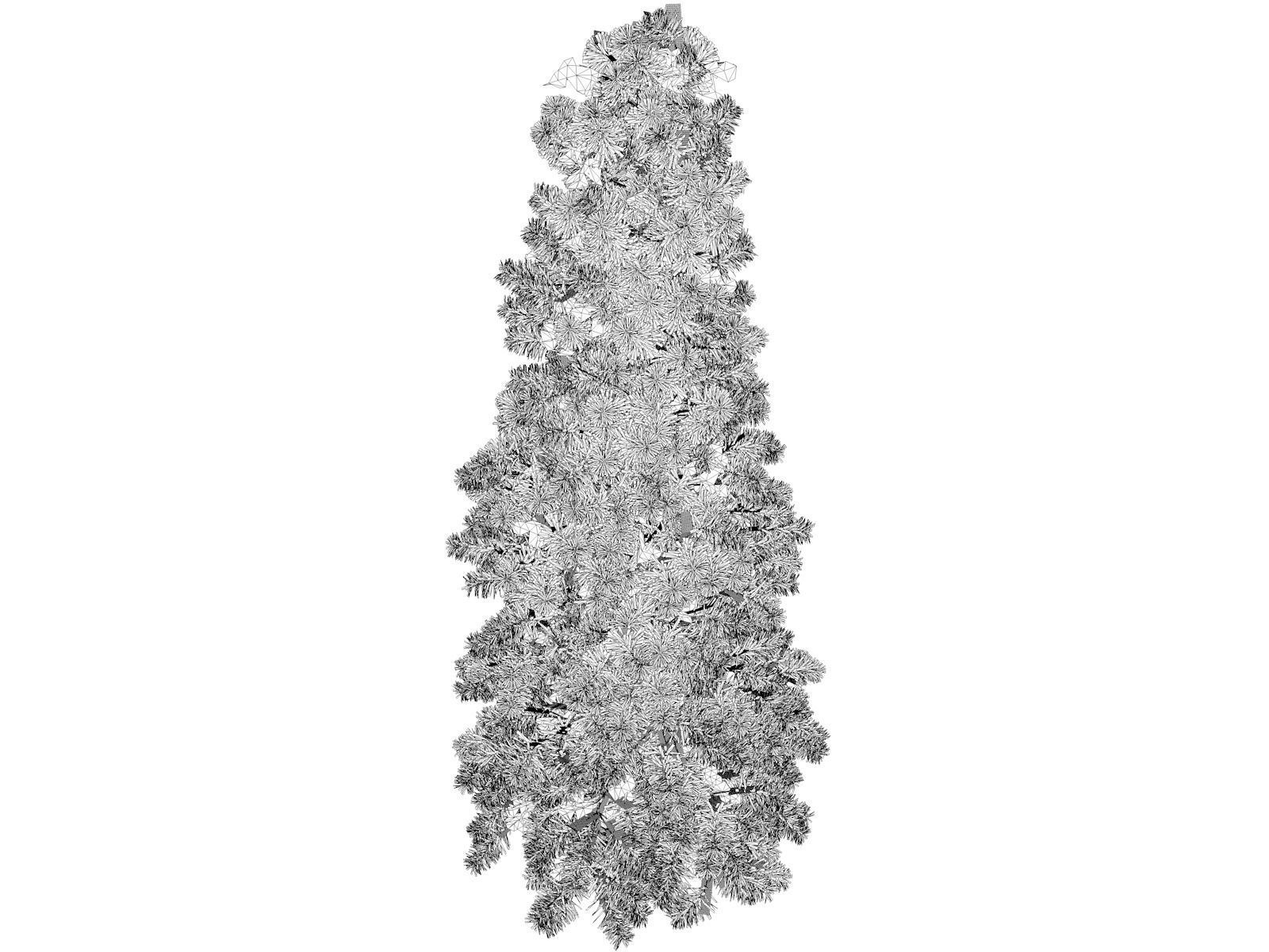 Colorado Blue Spruce Tree - 07 - 3D model_1