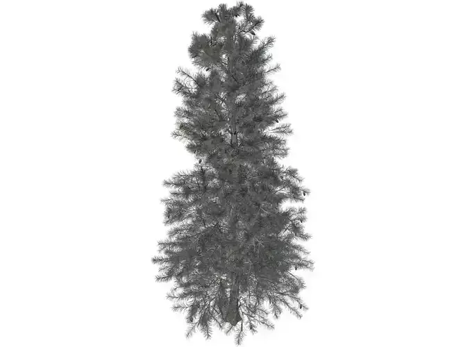 Colorado Blue Spruce Tree - 08 -