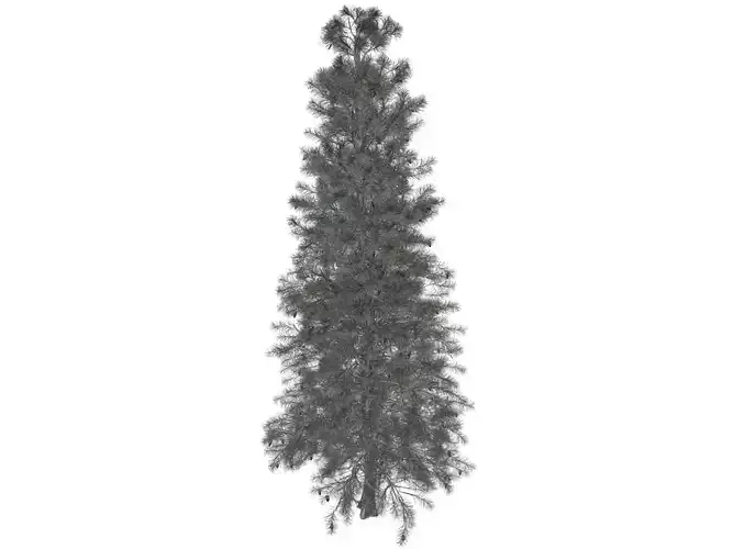 Colorado Blue Spruce Tree - 09 -