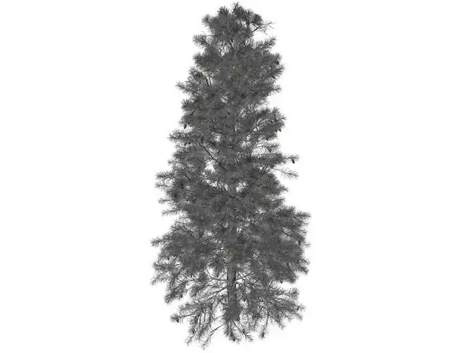 Colorado Blue Spruce Tree - 10 -