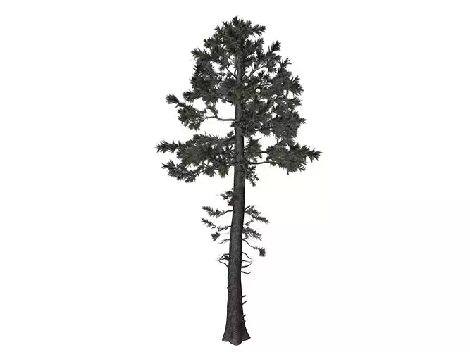 Douglas Fir Tree - 01 -