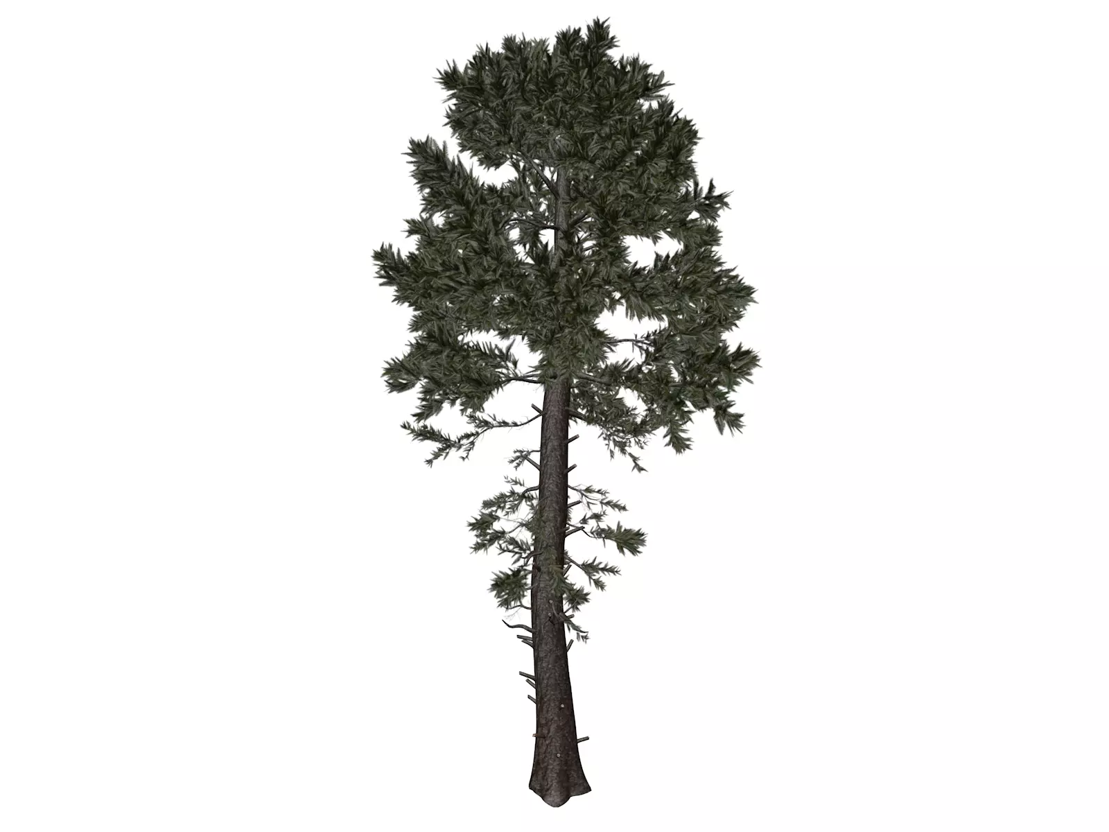 Douglas Fir Tree - 03 - 3D model_0
