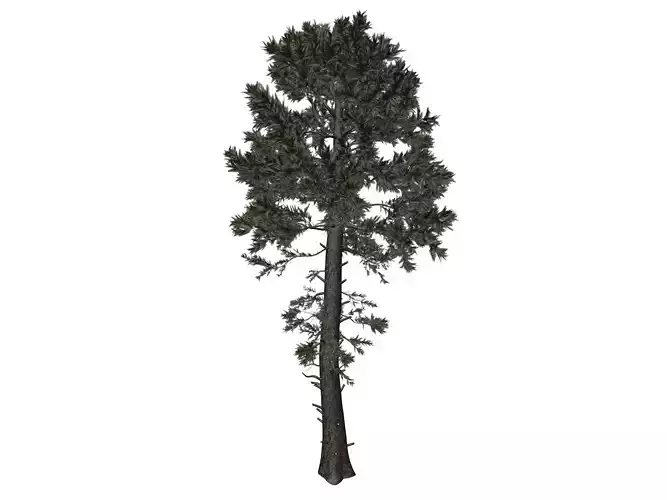 Douglas Fir Tree - 03 - 3D model Douglas Fir Tree - 03 - 3D model