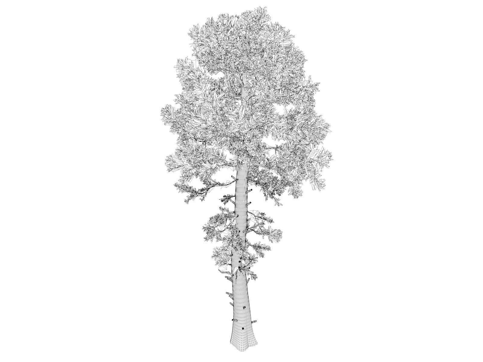 Douglas Fir Tree - 03 - 3D model_1