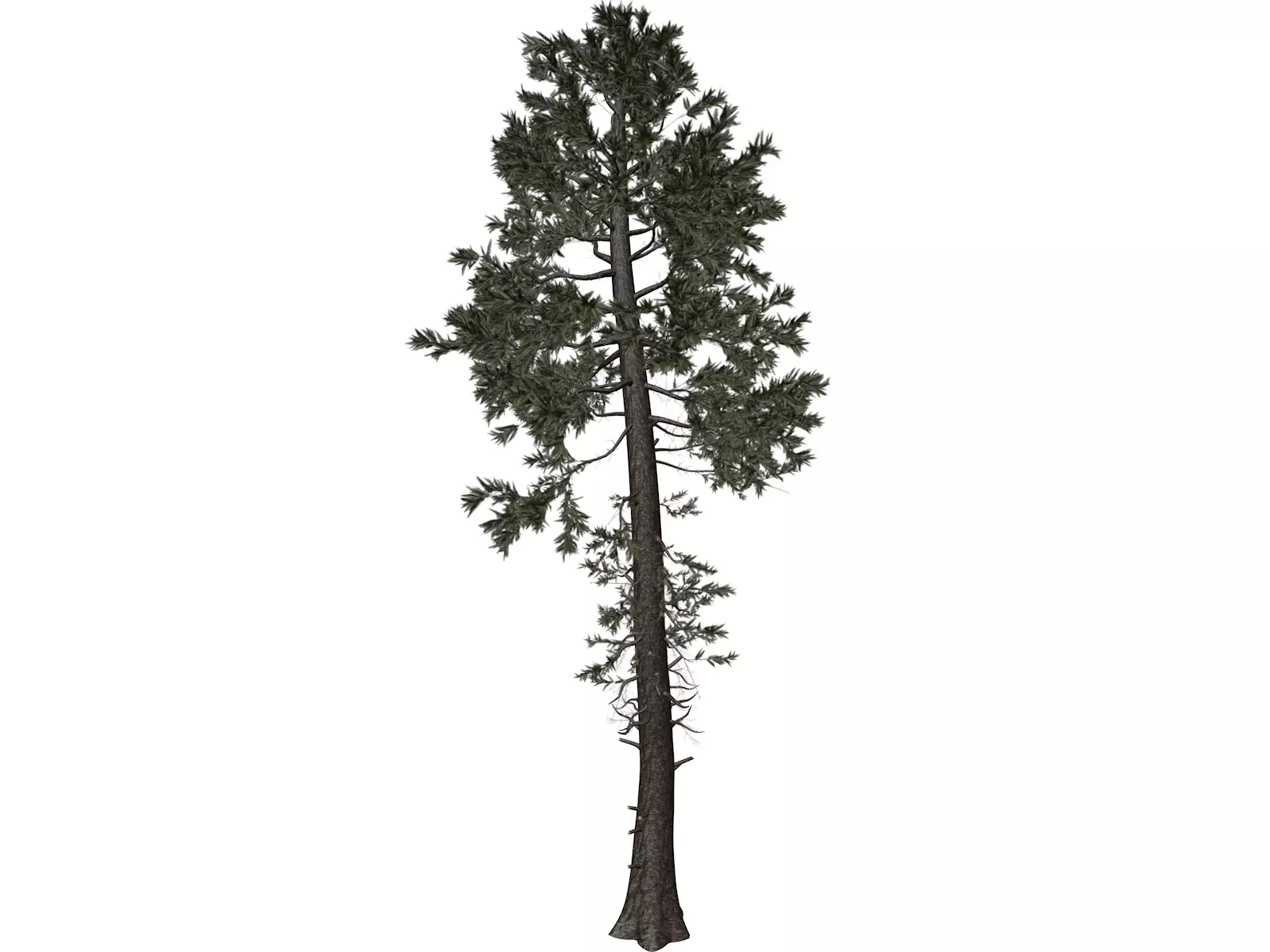 Douglas Fir Tree - 04 - 3D model_0