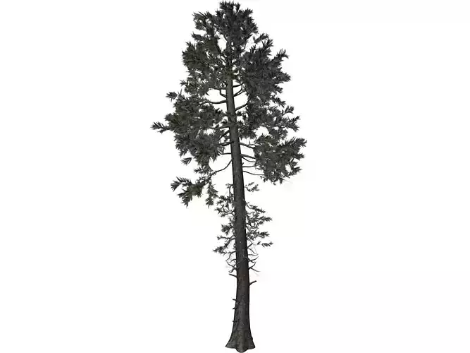 Douglas Fir Tree - 04 - 3D model Douglas Fir Tree - 04 - 3D model