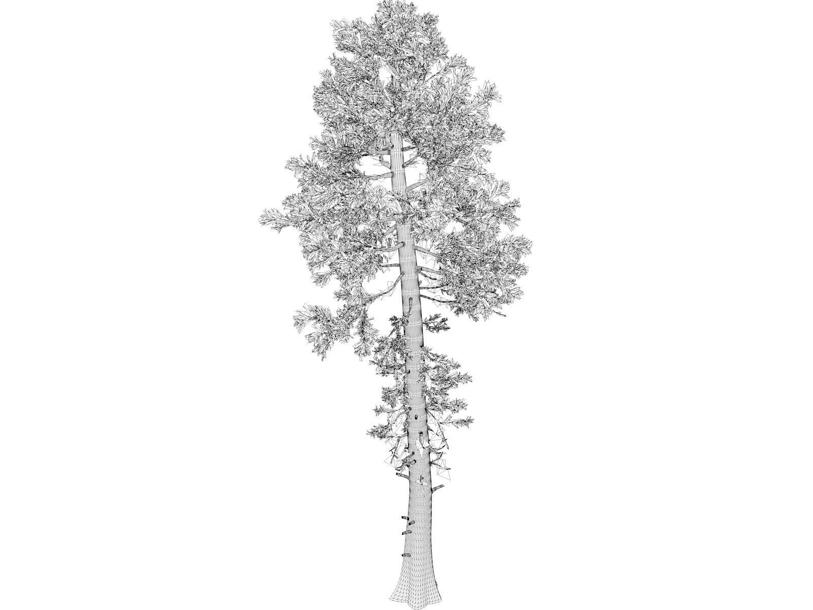 Douglas Fir Tree - 04 - 3D model_1