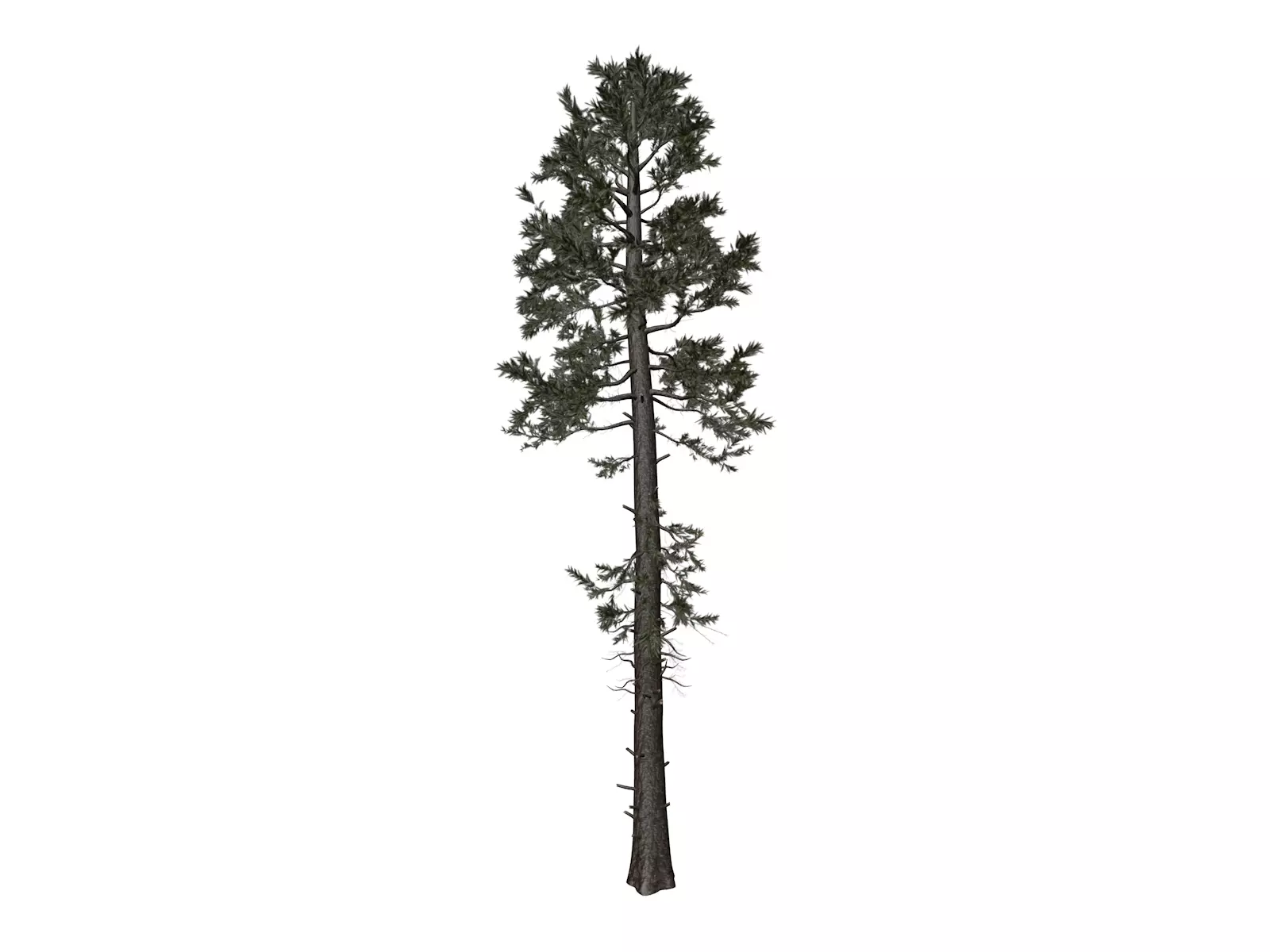Douglas Fir Tree - 05 - 3D model_0