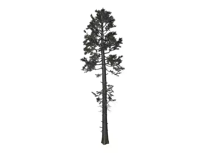 Douglas Fir Tree - 05 - 3D model