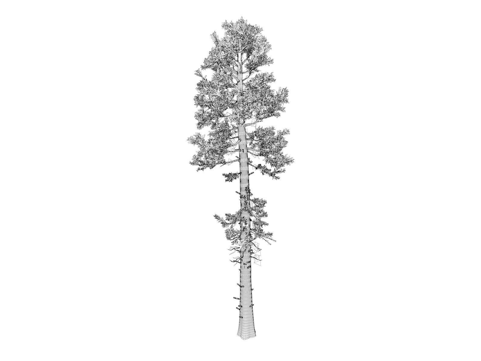 Douglas Fir Tree - 05 - 3D model_1