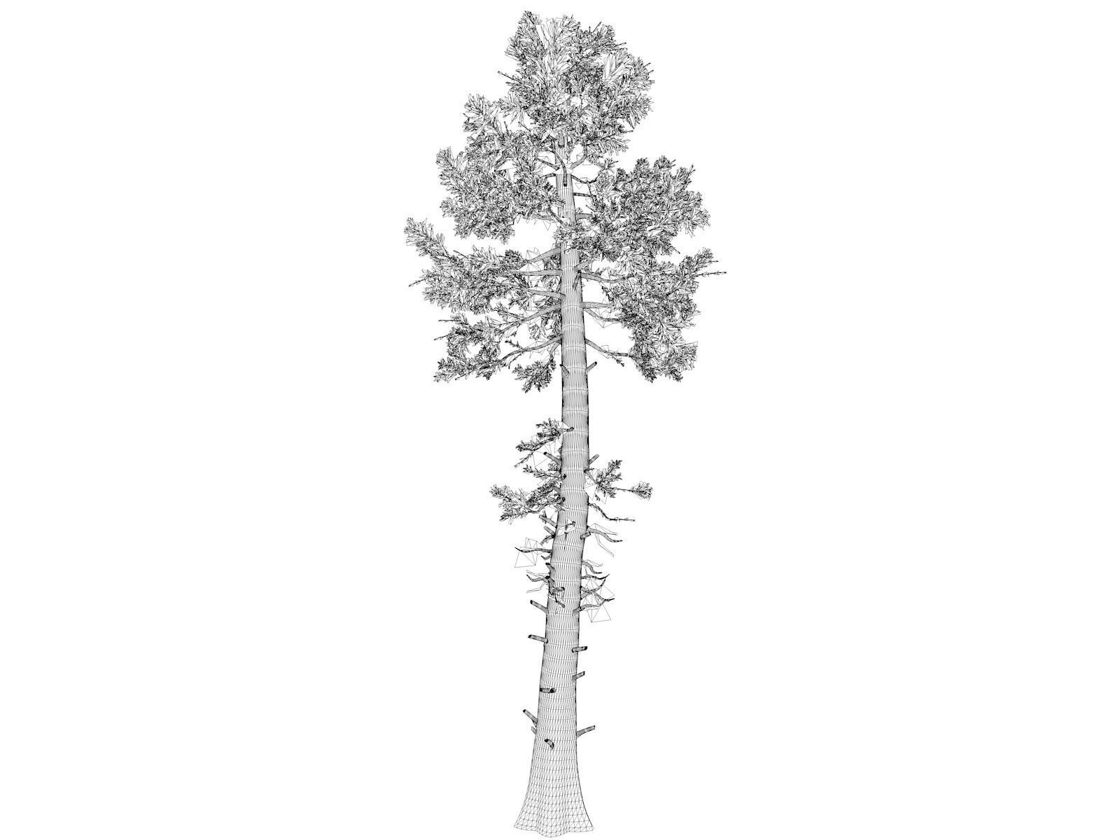 Douglas Fir Tree - 06 - 3D model_1