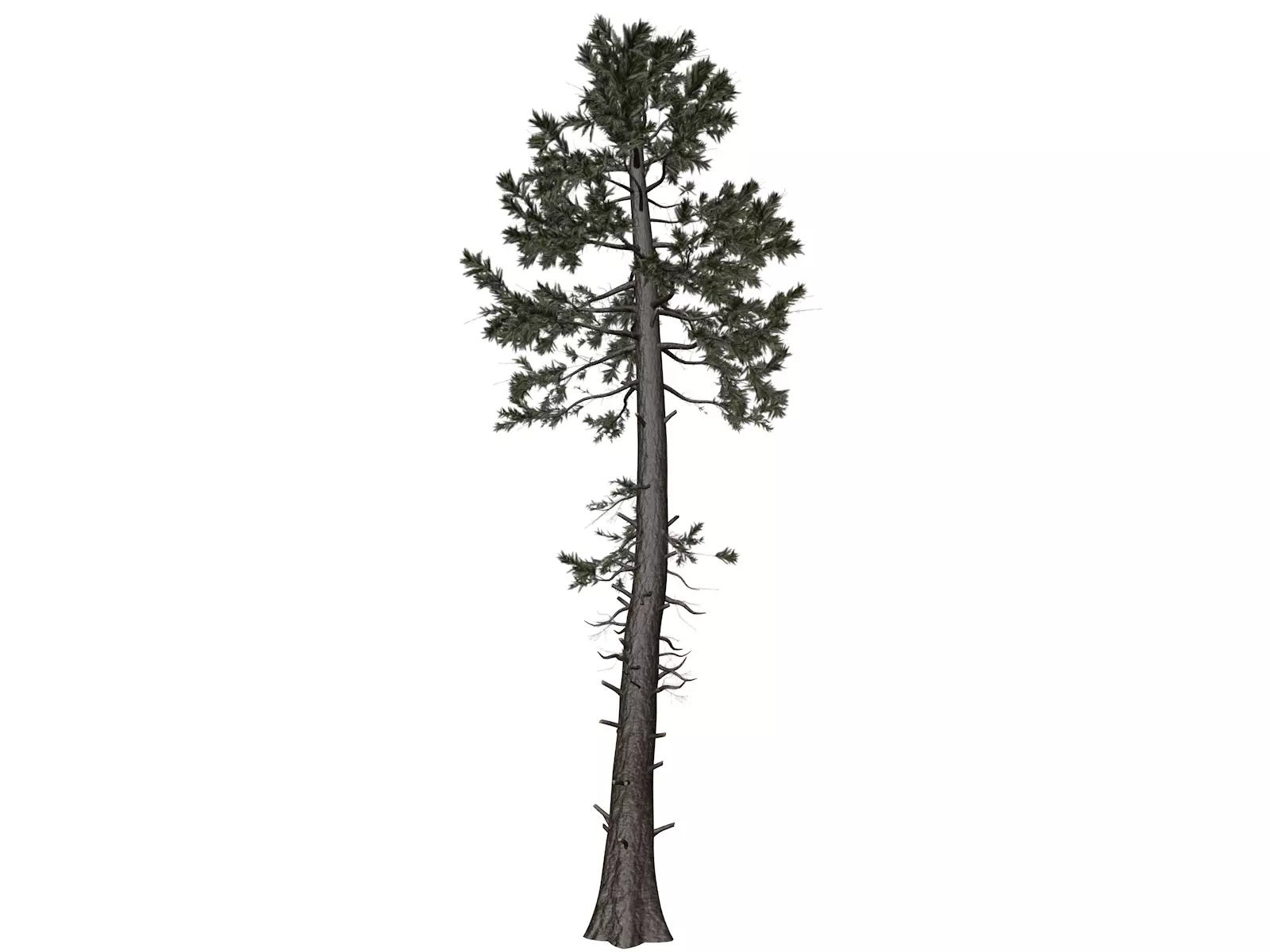 Douglas Fir Tree - 06 - 3D model_0
