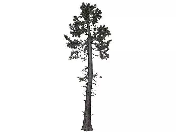 Douglas Fir Tree - 06 - 3D model