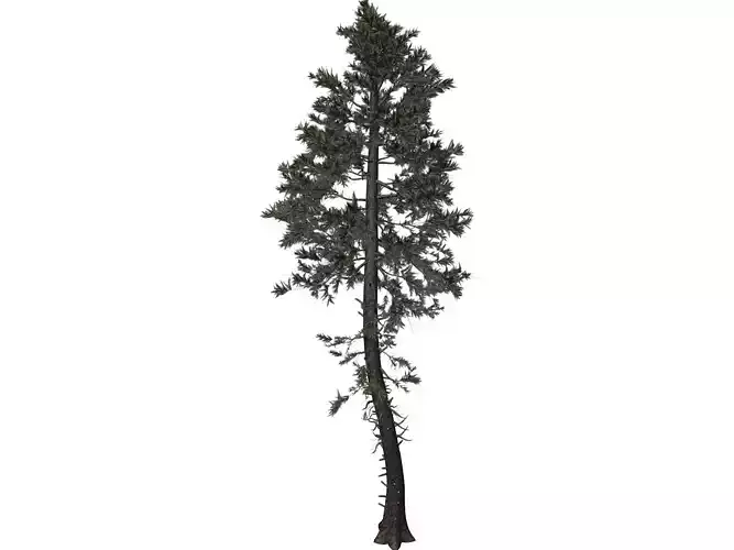 Douglas Fir Tree - 07 -