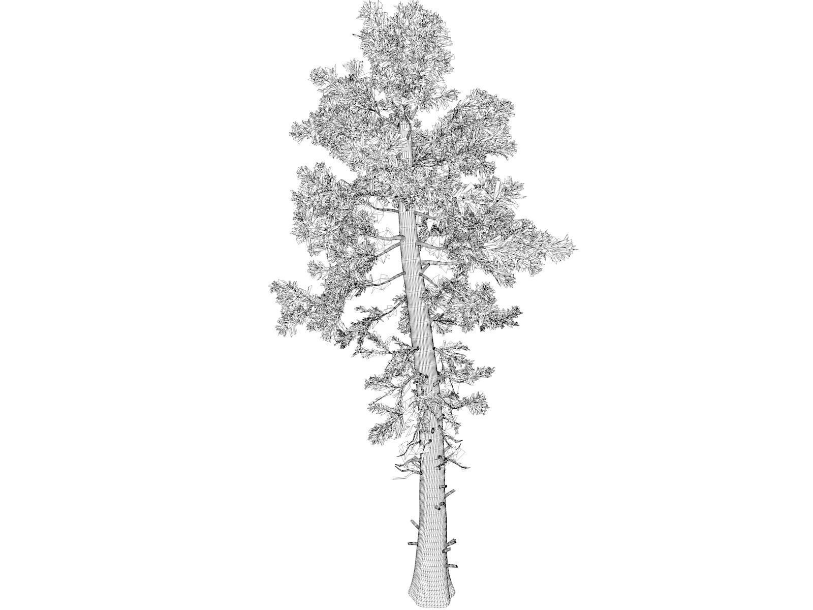 Douglas Fir Tree - 08 - 3D model_1