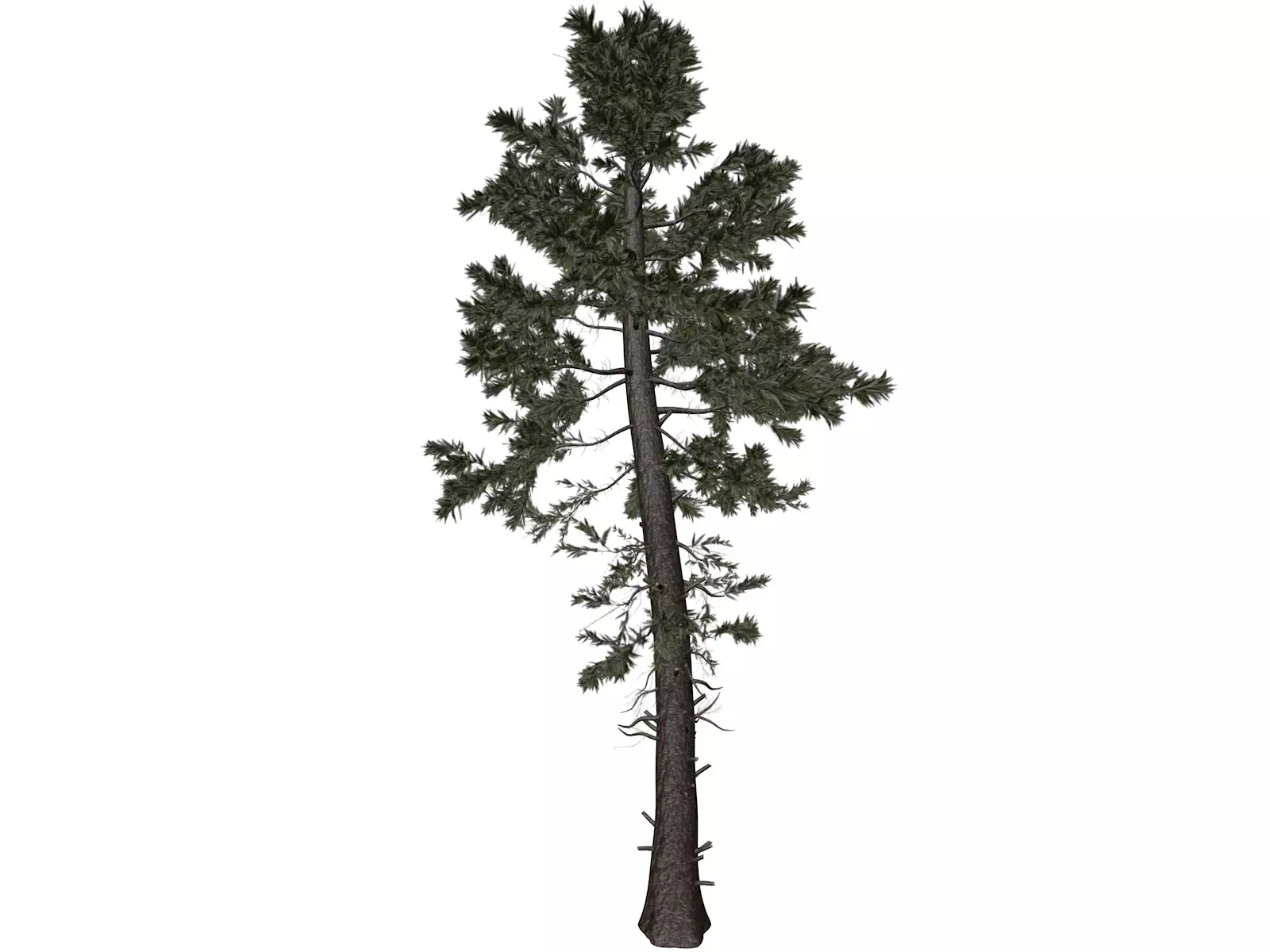 Douglas Fir Tree - 08 - 3D model_0