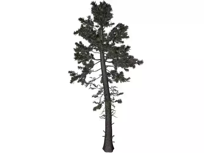 Douglas Fir Tree - 08 - 3D model