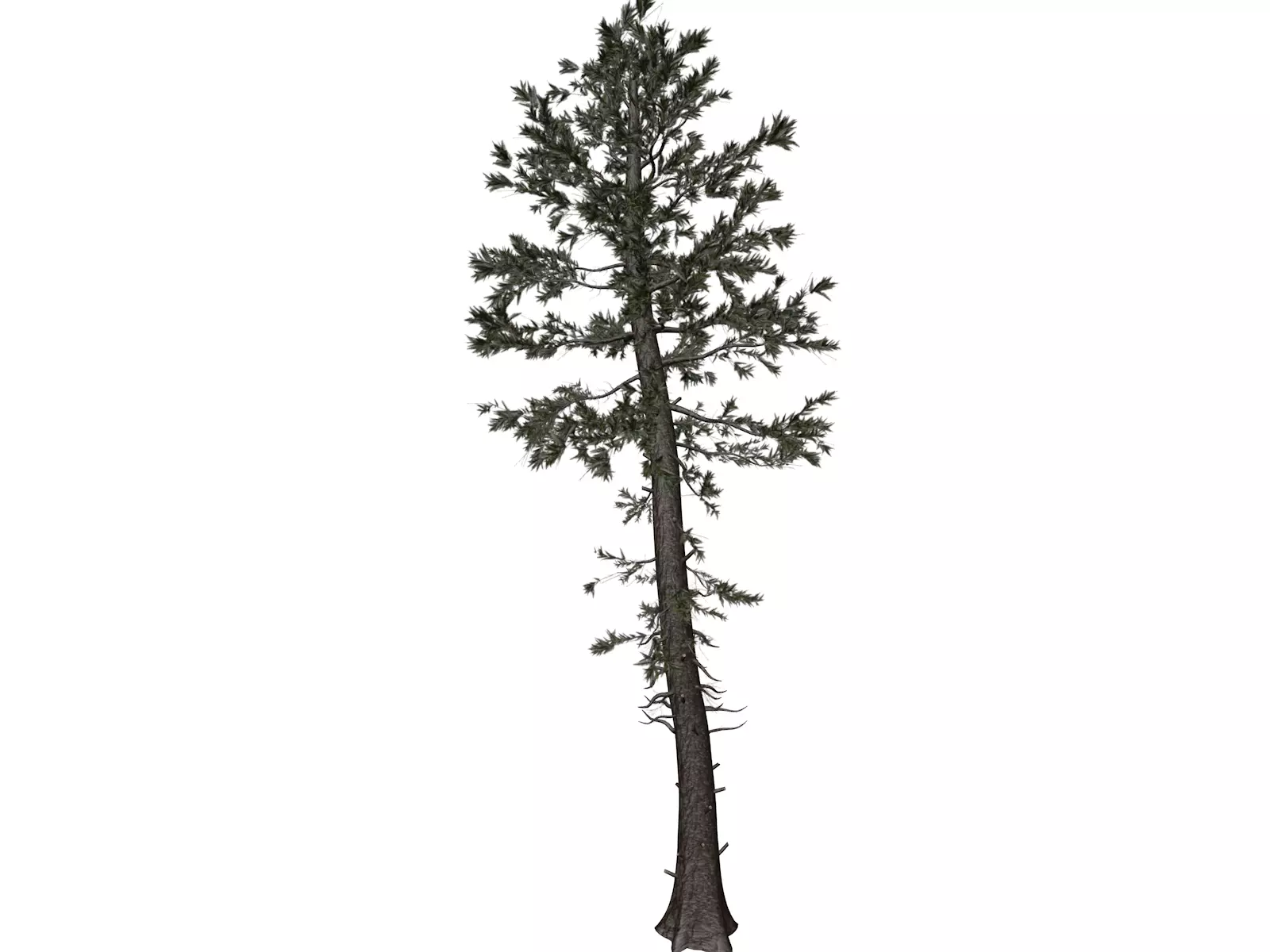 Douglas Fir Tree - 09 - 3D model_0