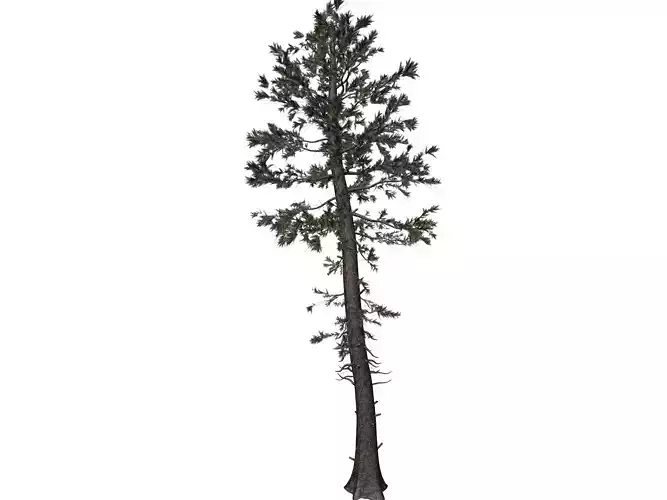 Douglas Fir Tree - 09 - 3D model Douglas Fir Tree - 09 - 3D model
