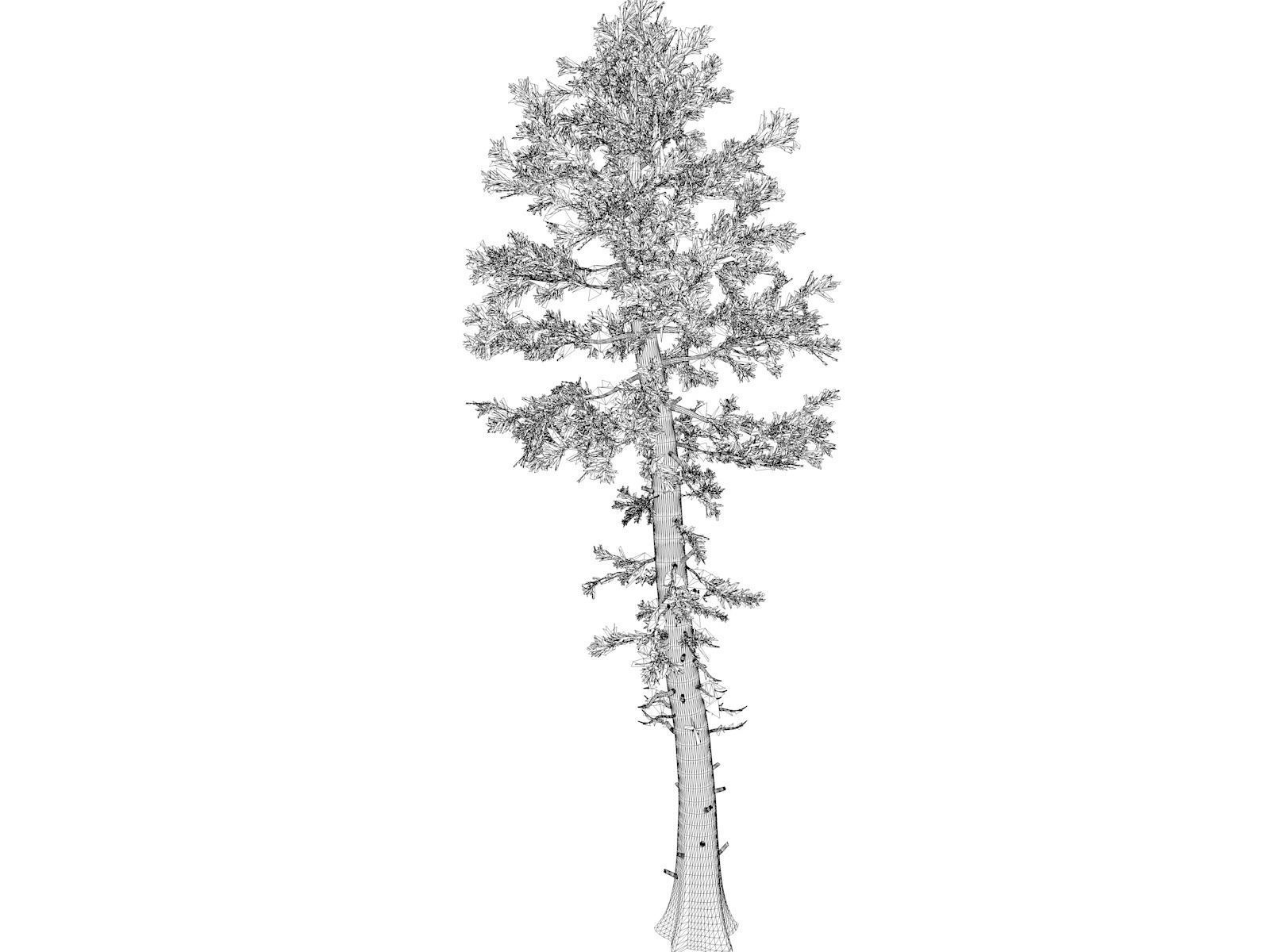 Douglas Fir Tree - 09 - 3D model_1