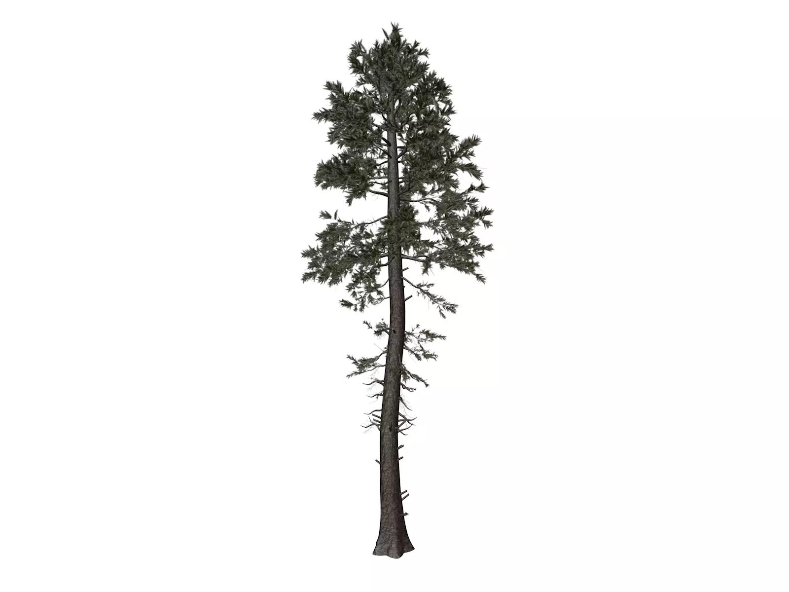 Douglas Fir Tree - 10 - 3D model_0
