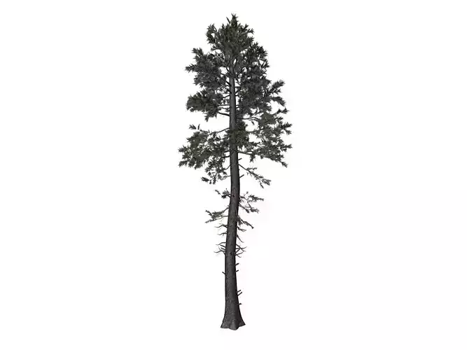 Douglas Fir Tree - 10 - 3D model