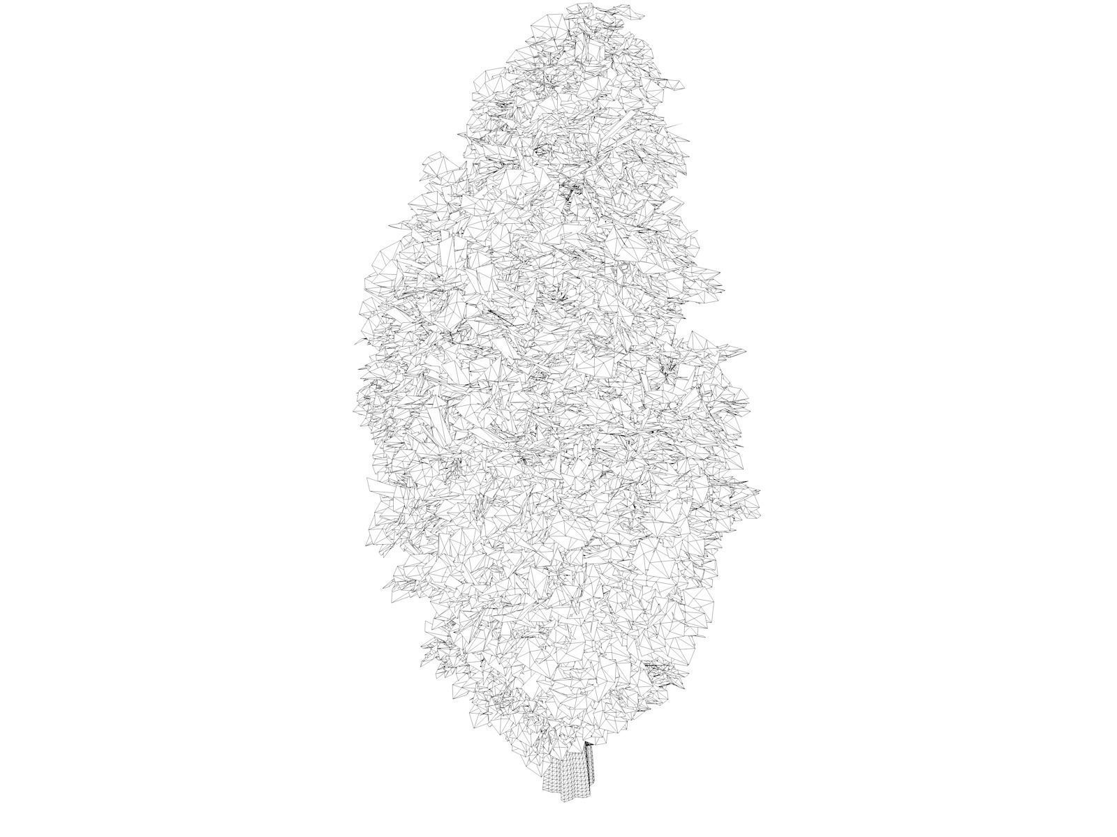 Eastern Red Cedar Tree - 01 - 3D model_1