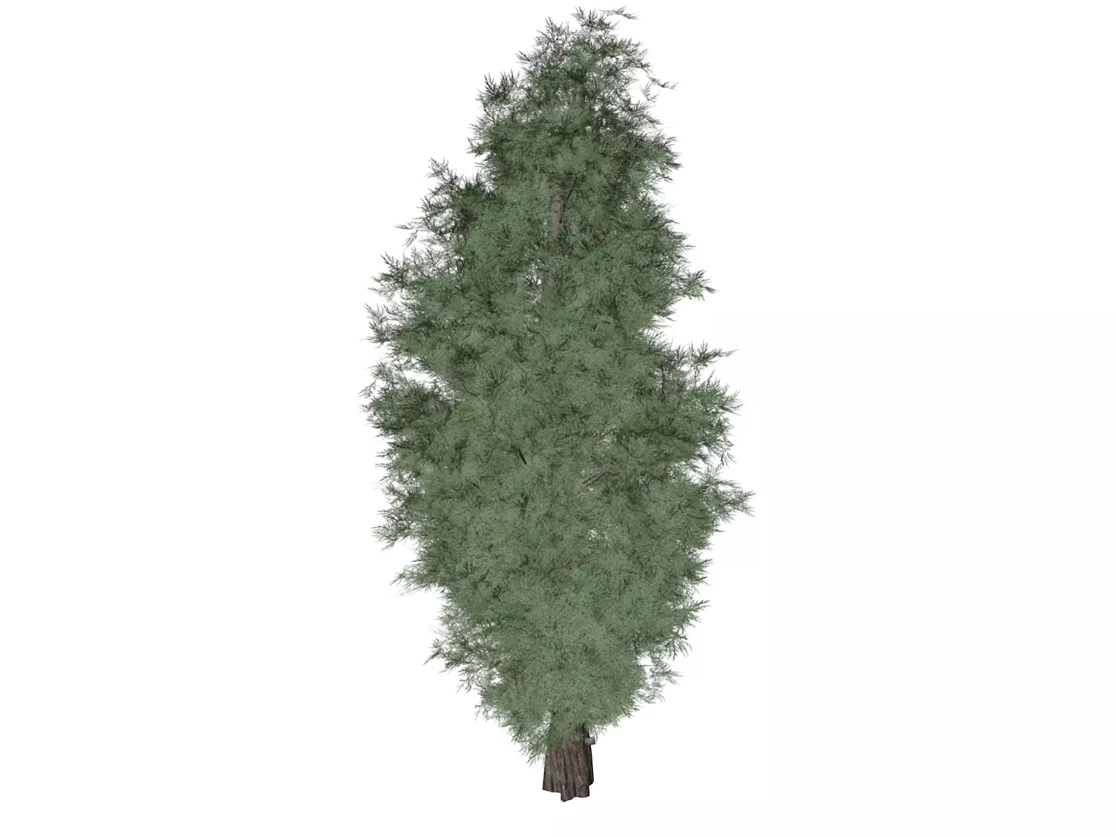 Eastern Red Cedar Tree - 01 - 3D model_0
