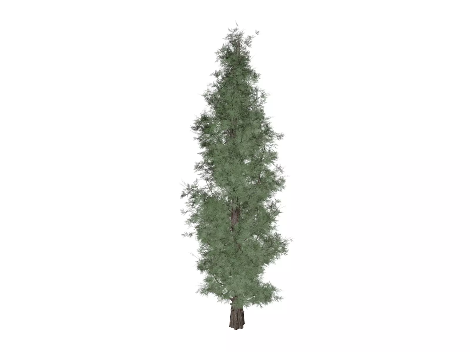 Eastern Red Cedar Tree - 02 - 3D model