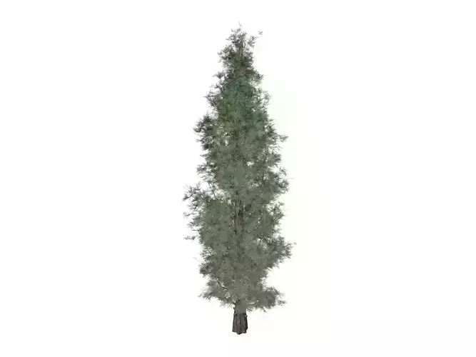 Eastern Red Cedar Tree - 02 -