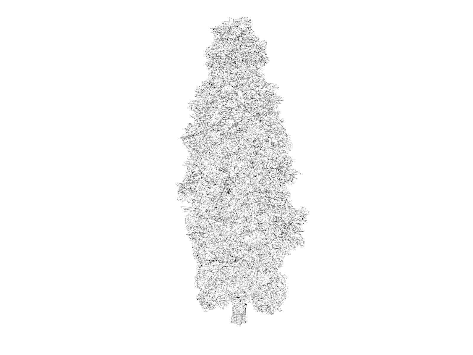 Eastern Red Cedar Tree - 03 - 3D model_1