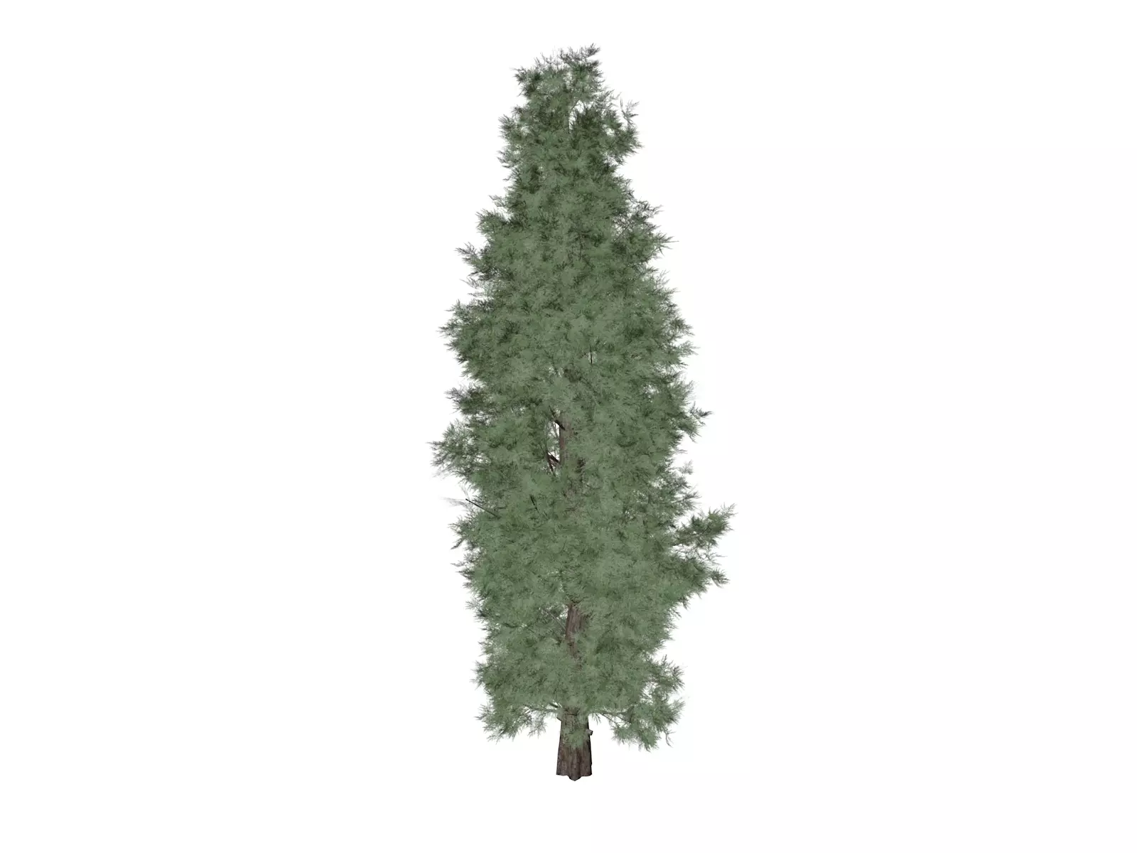 Eastern Red Cedar Tree - 03 - 3D model_0