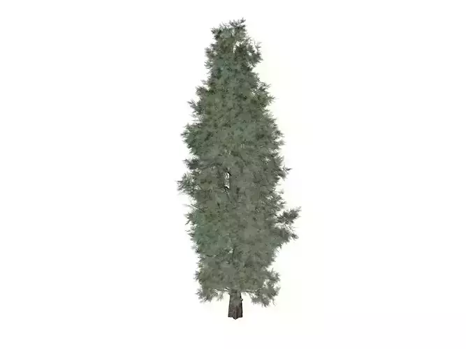 Eastern Red Cedar Tree - 03 -