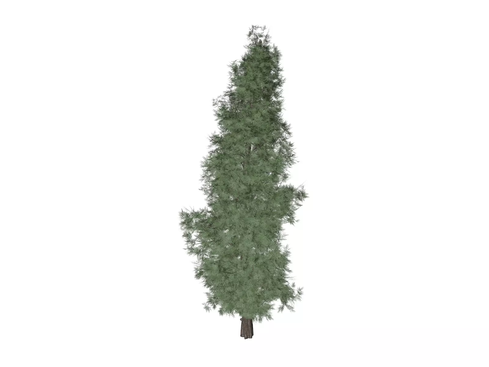 Eastern Red Cedar Tree - 04 - 3D model