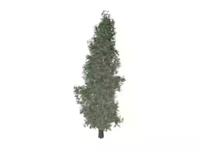 Eastern Red Cedar Tree - 04 -