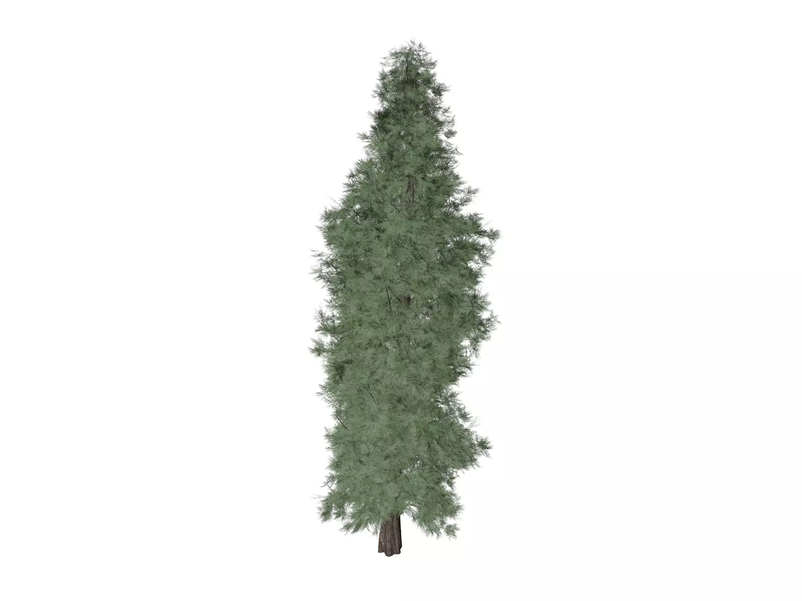 Eastern Red Cedar Tree - 05 - 3D model