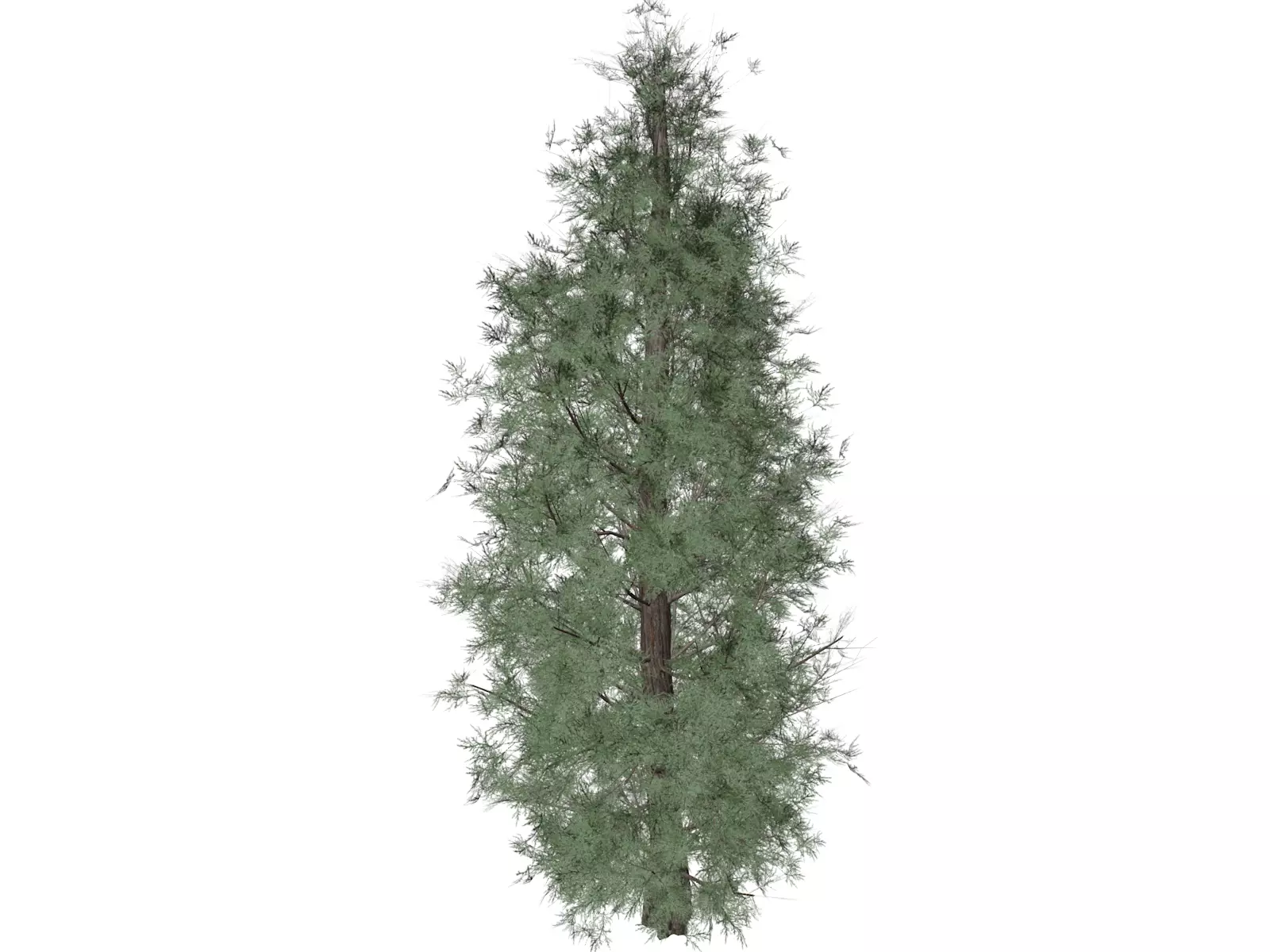 Eastern Red Cedar Tree - 06 - 3D model_0