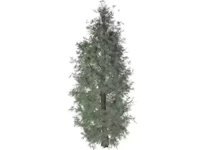 Eastern Red Cedar Tree - 06 -