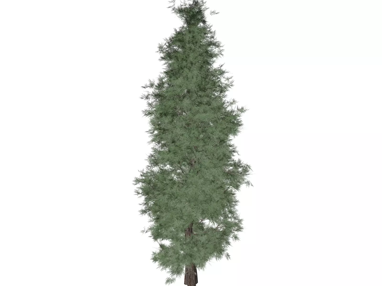 Eastern Red Cedar Tree - 07 - 3D model