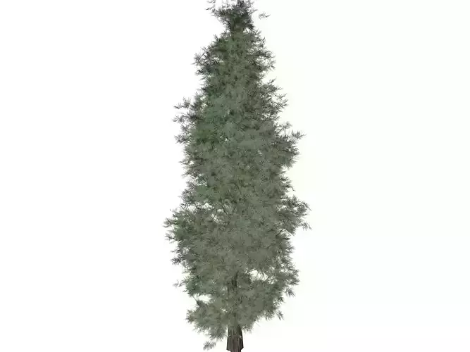 Eastern Red Cedar Tree - 07 -